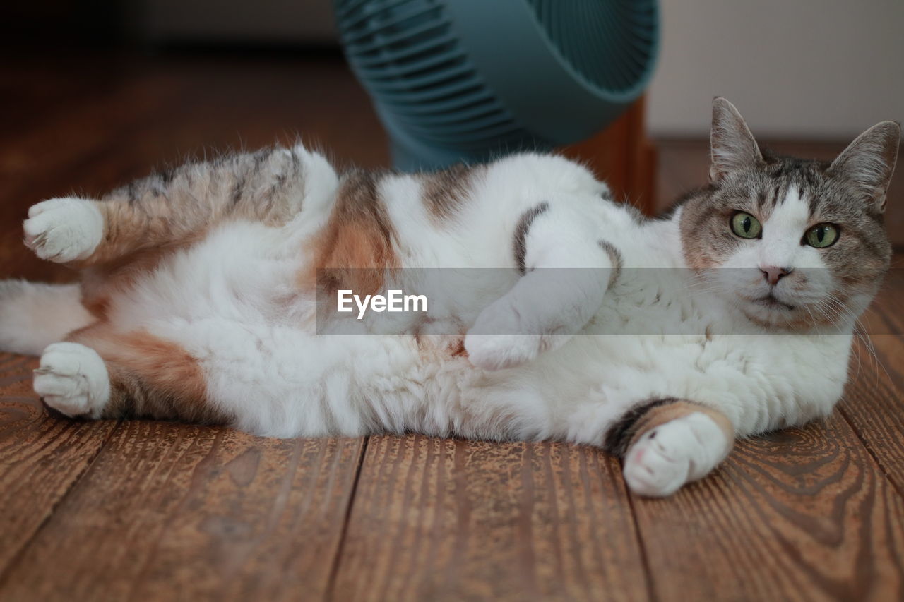 PORTRAIT OF A CAT LYING ON FLOOR