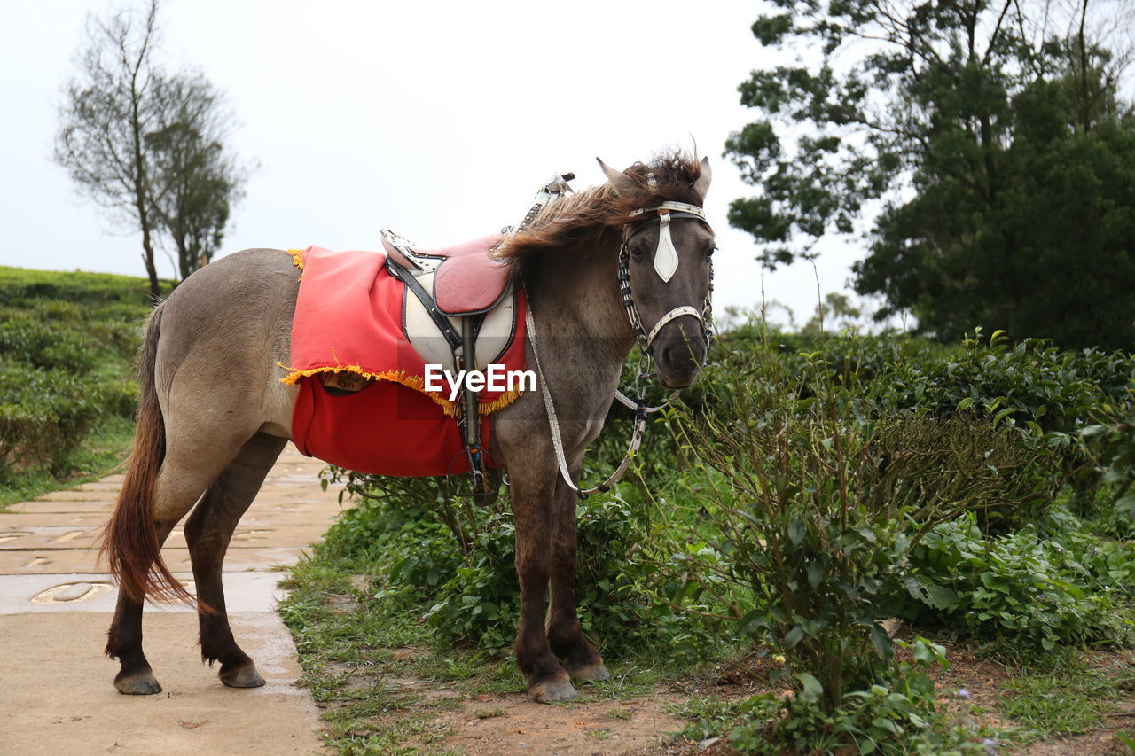 VIEW OF HORSE ON FIELD