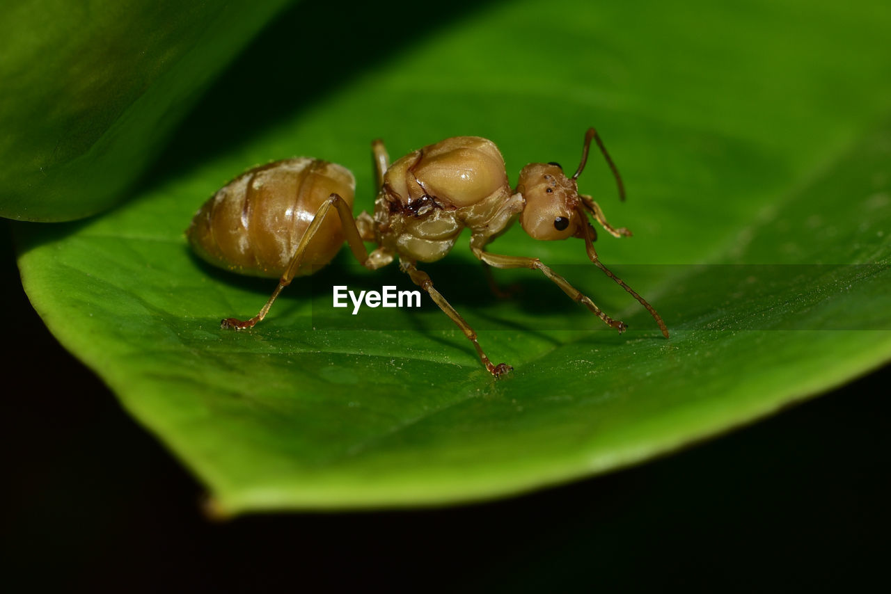 Close-up of insect on leaf