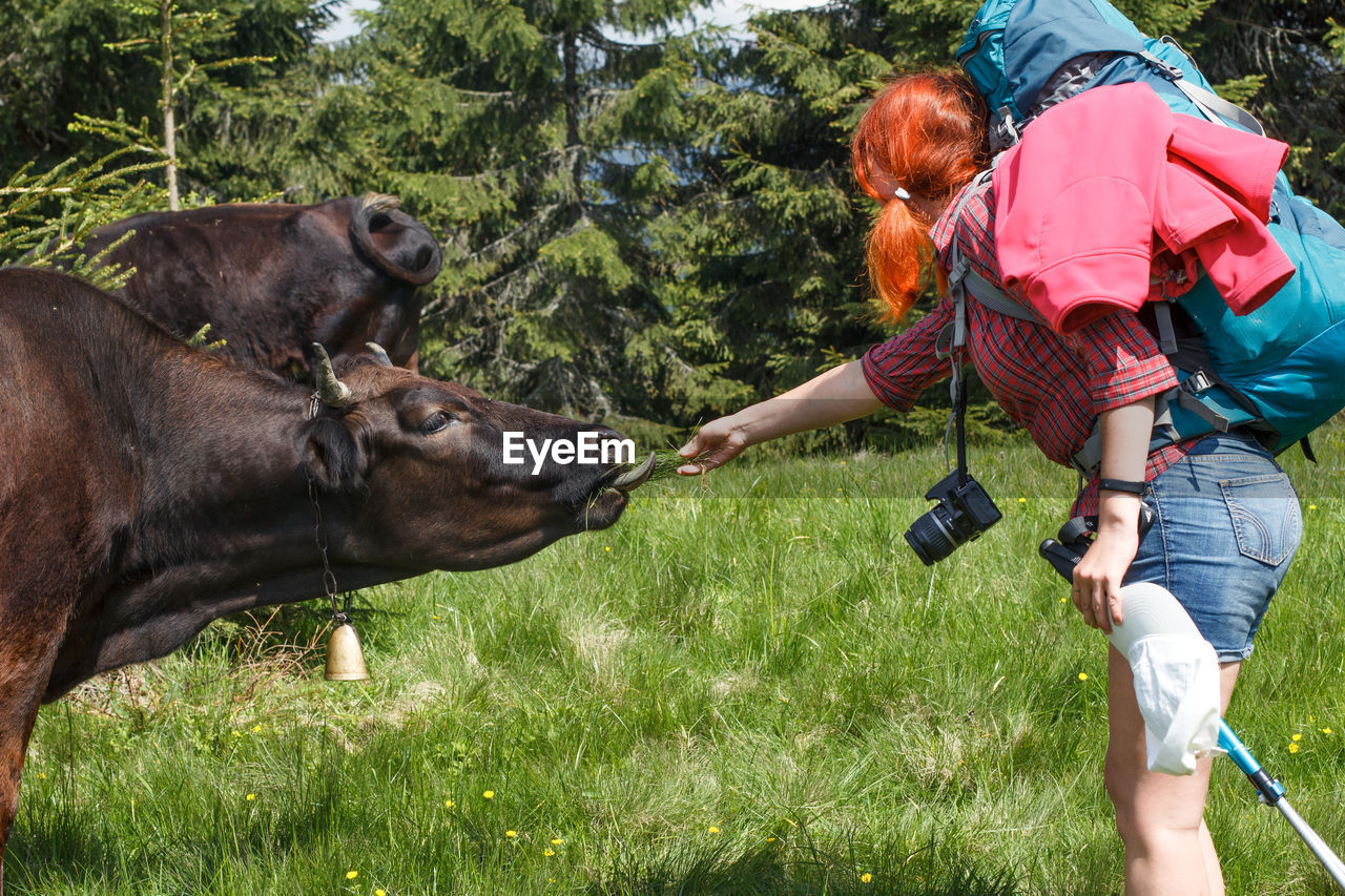 Lady feeding cow with grass on meadow scenic photography