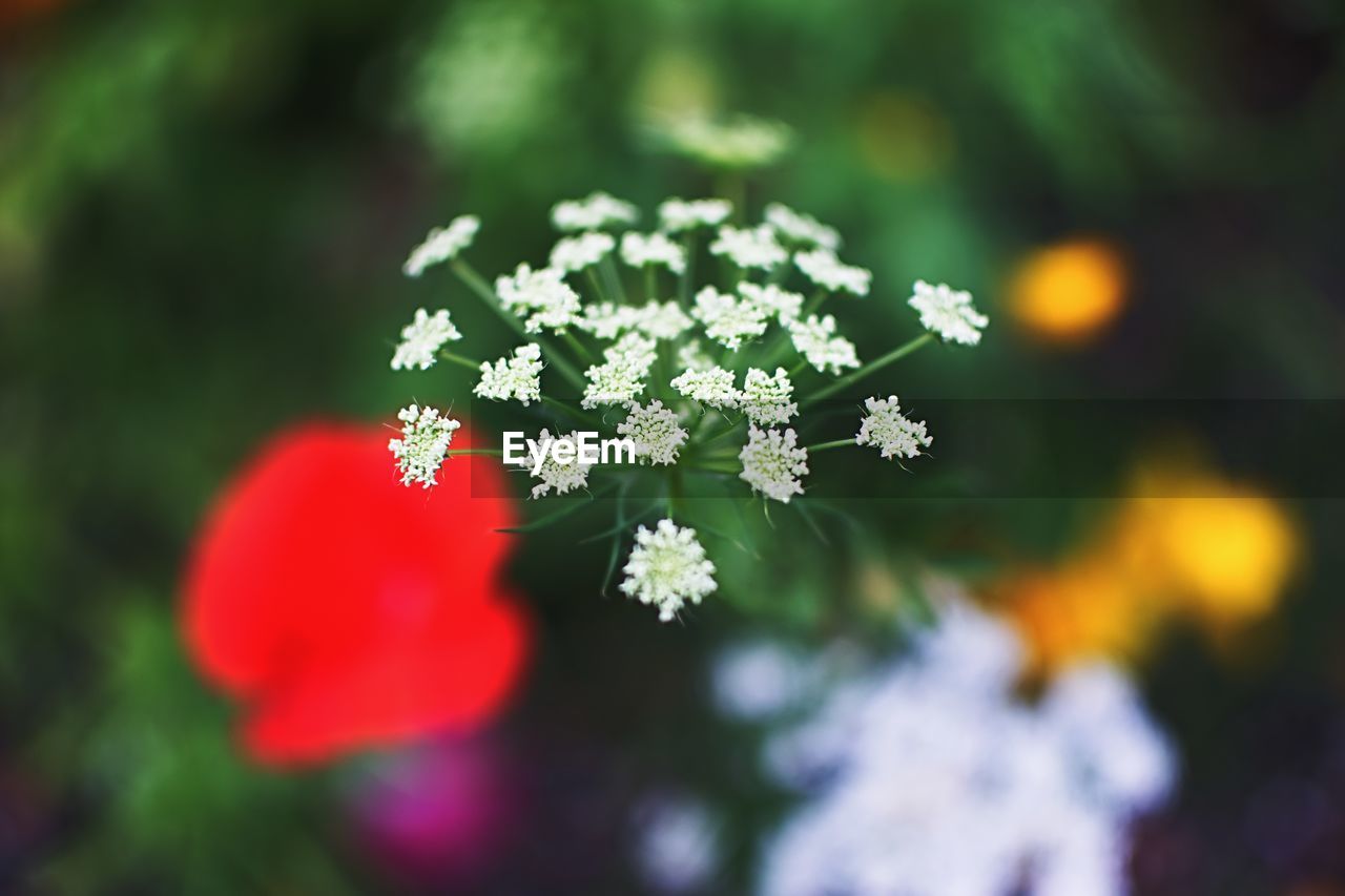 CLOSE-UP OF FLOWERS ON SNOW