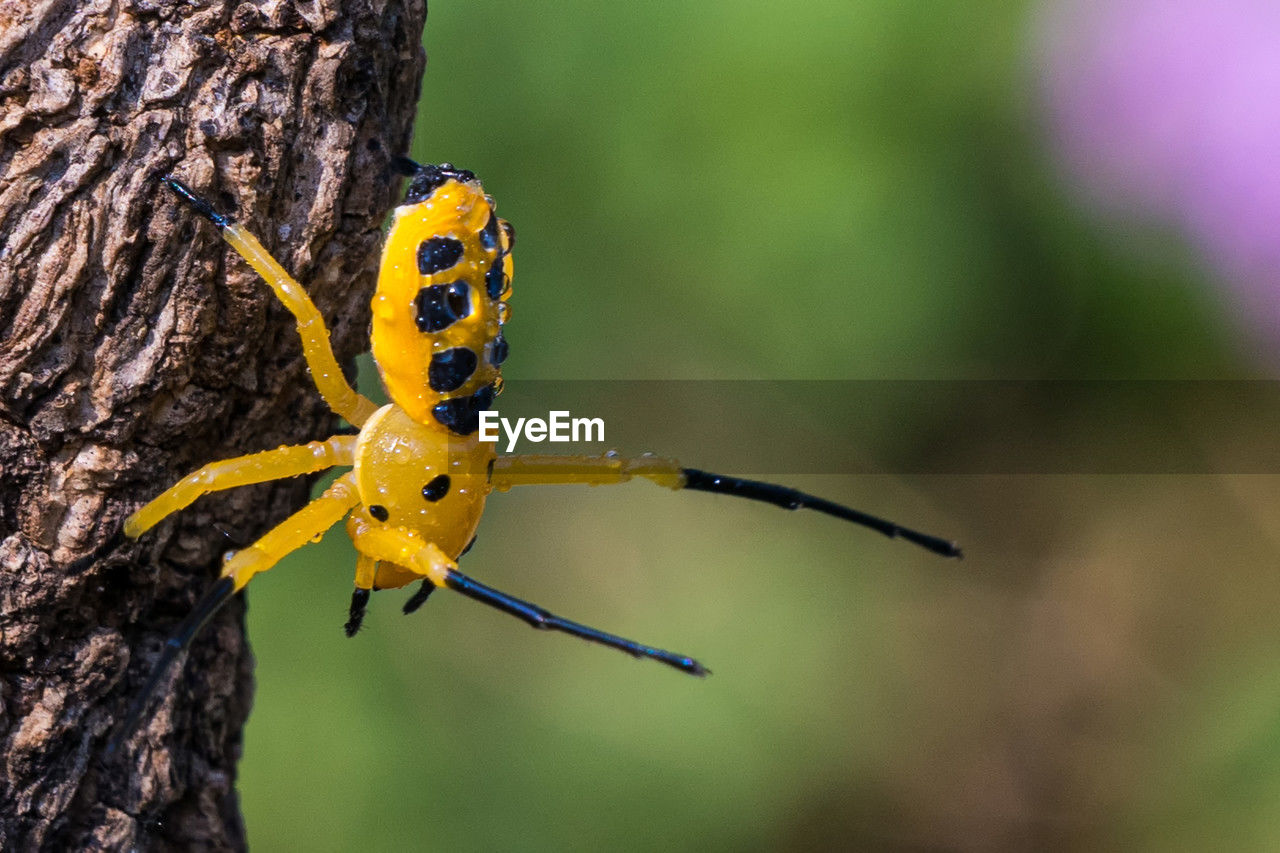 An eight spotted crab spider or platythomisus octomaculatus. eight-spotted crab spiders are yellow