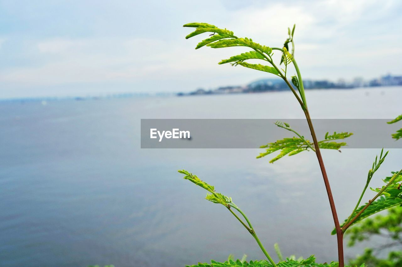 Close-up of plants against sea