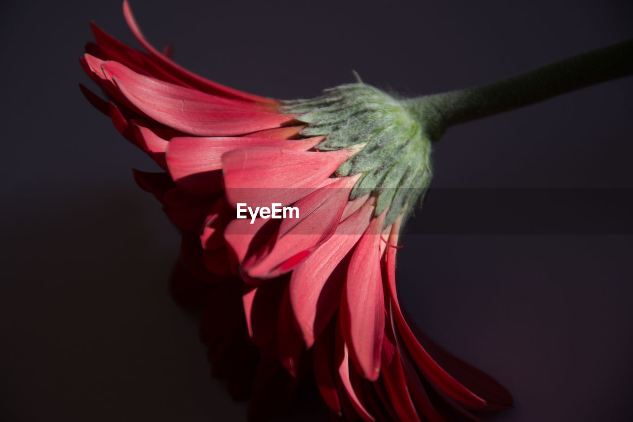 CLOSE-UP OF RED FLOWER