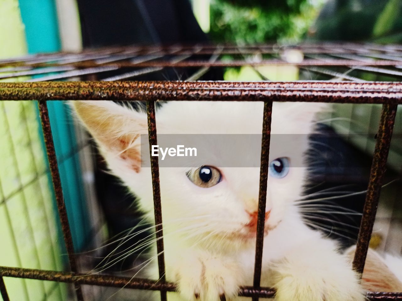 CLOSE-UP OF CAT IN CAGE