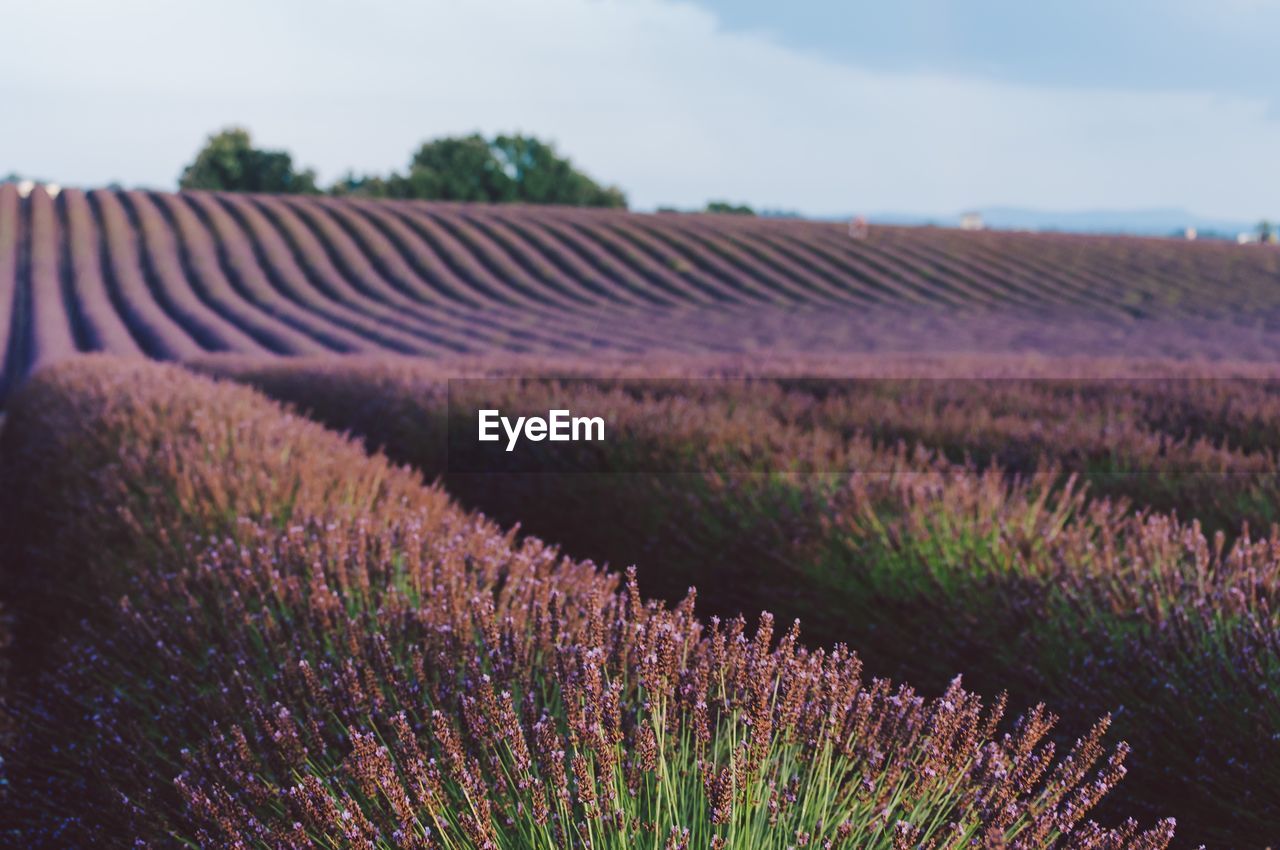 PLANTS GROWING ON FIELD