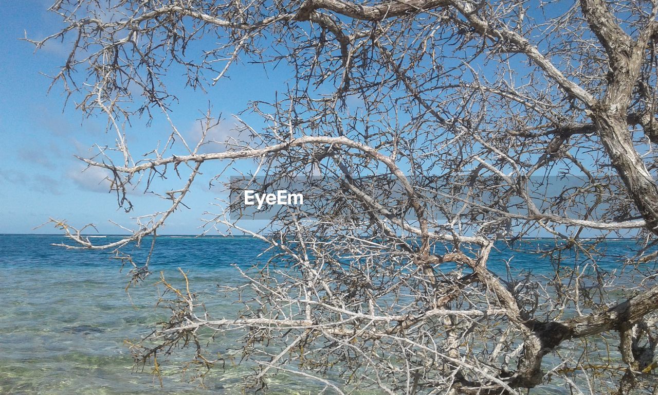 BARE TREE AGAINST SEA