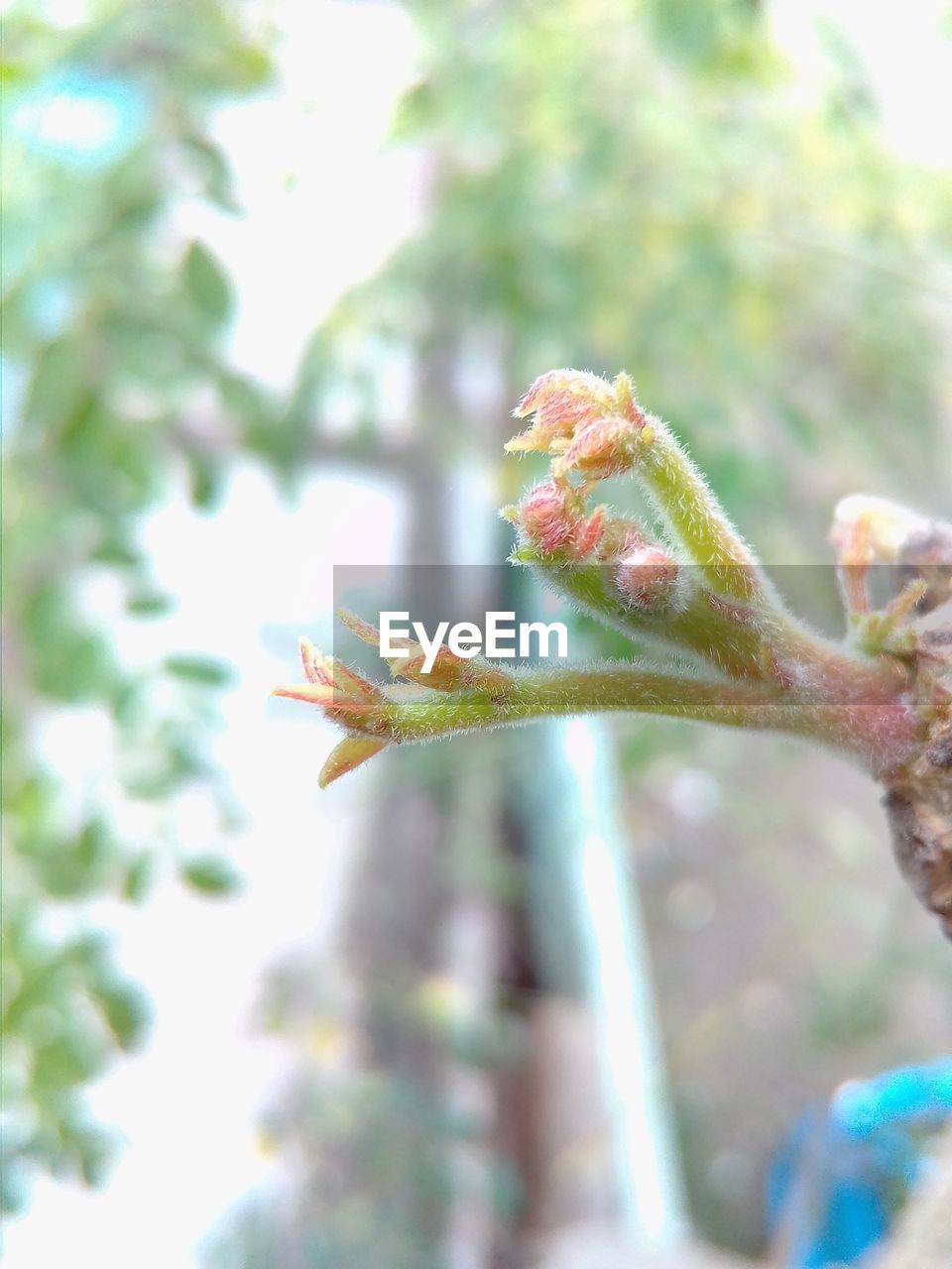 CLOSE-UP OF GRASSHOPPER ON TREE