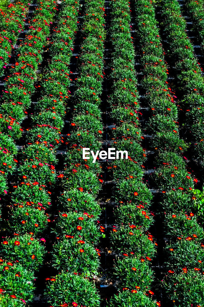 FULL FRAME SHOT OF PLANTS ON FIELD