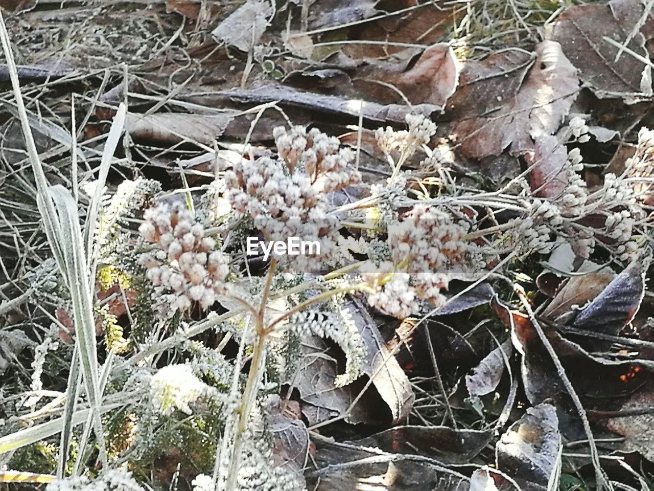 Close-up of plants