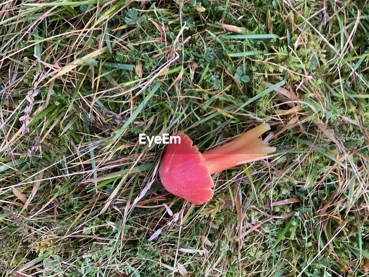 HIGH ANGLE VIEW OF MUSHROOM ON FIELD