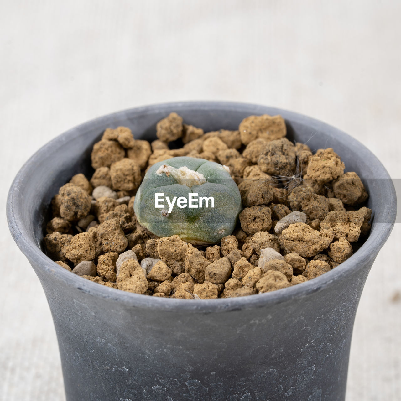 close-up of food in bowl