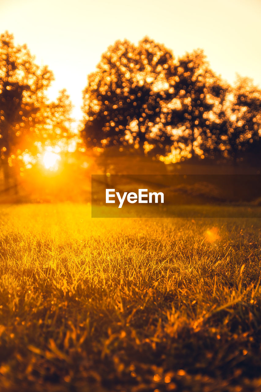 Scenic view of field against sky during sunset