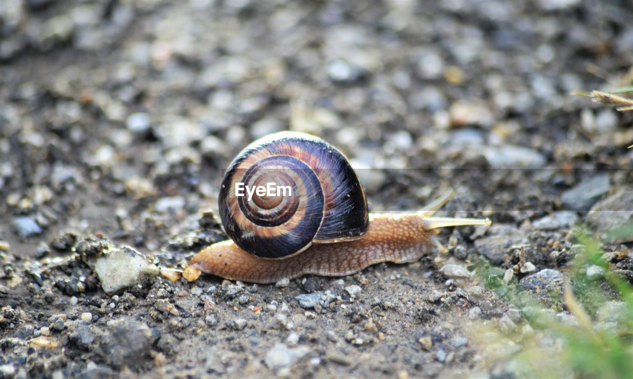 CLOSE-UP OF SNAIL