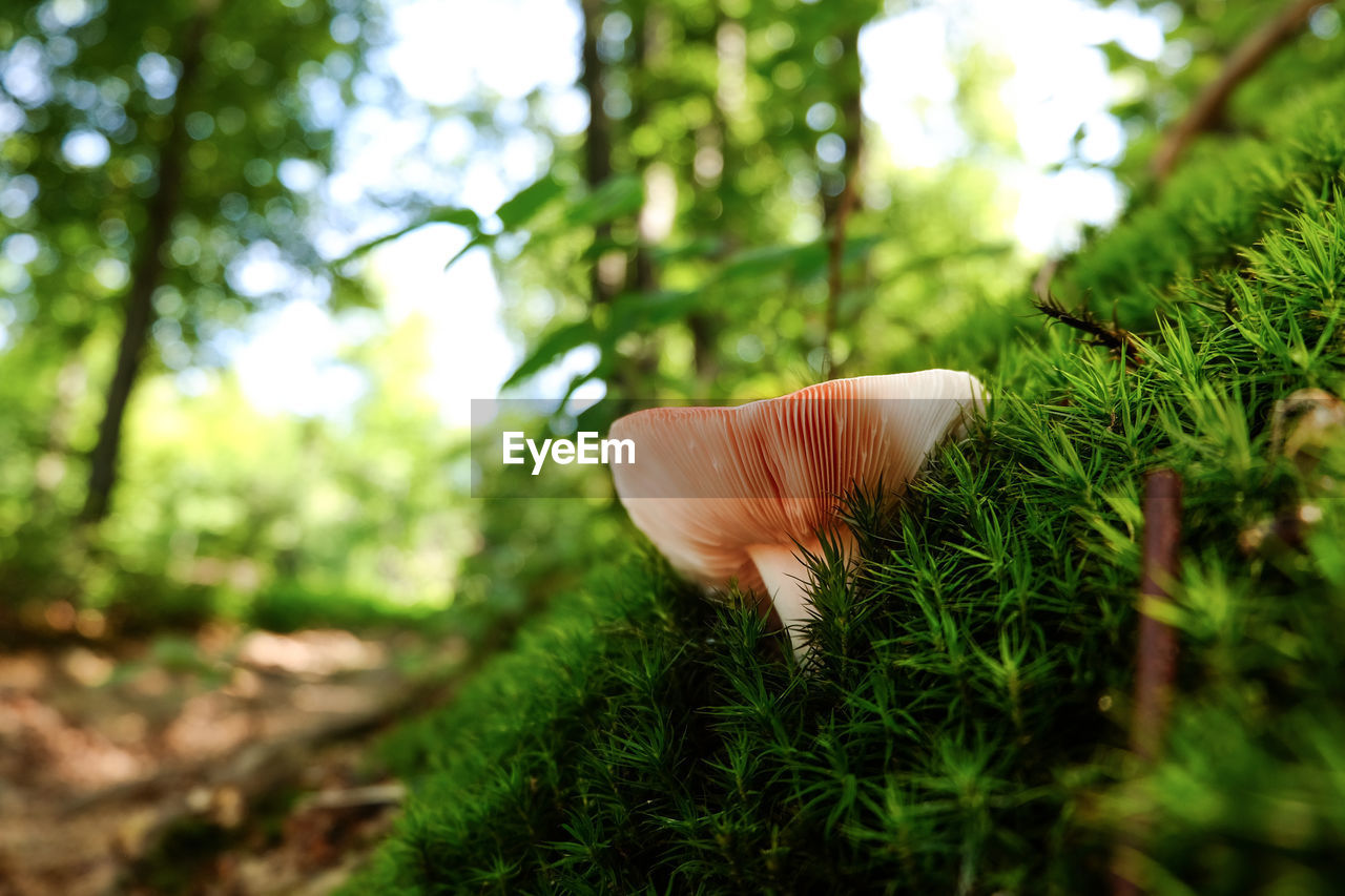 Close-up of mushroom growing amidst grass at forest