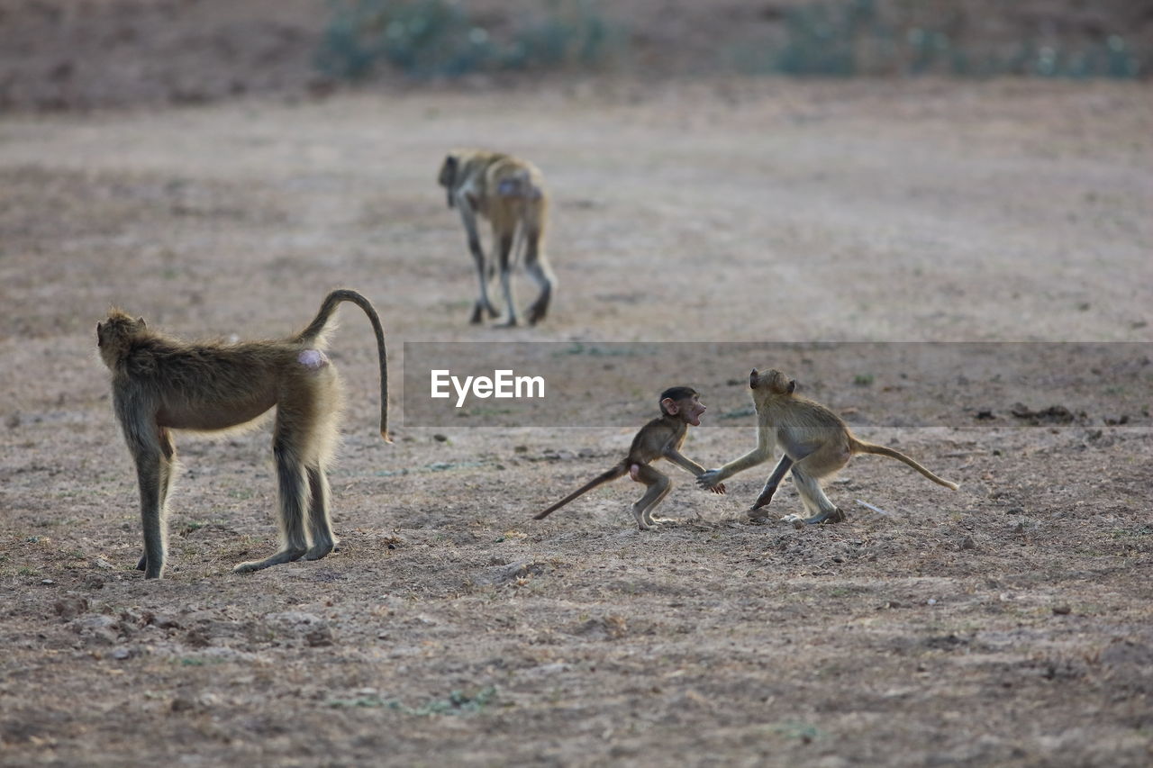 Monkeys and infants on field