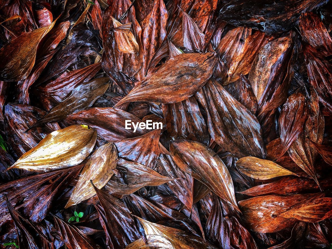 CLOSE-UP OF FISH FOR SALE IN MARKET