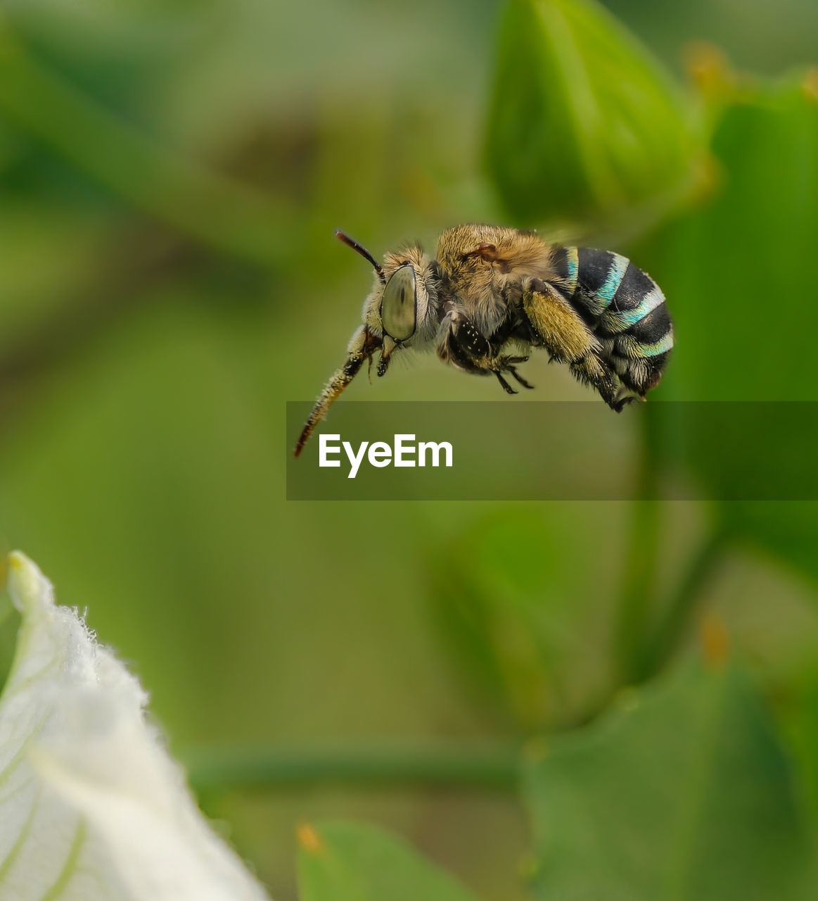 Blue banded bee hovering over the flower