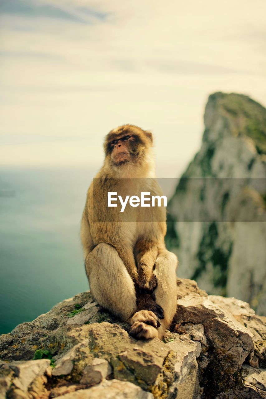 Monkey sitting on rock against sky