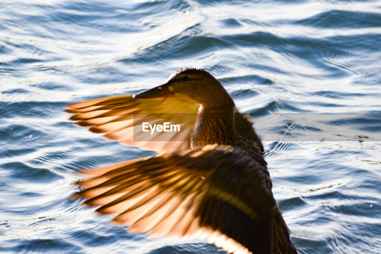 CLOSE-UP OF A DUCK IN A LAKE