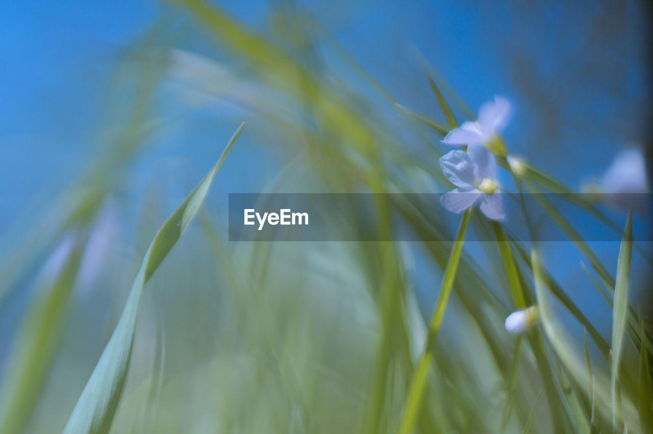 Close-up of flowers growing in field