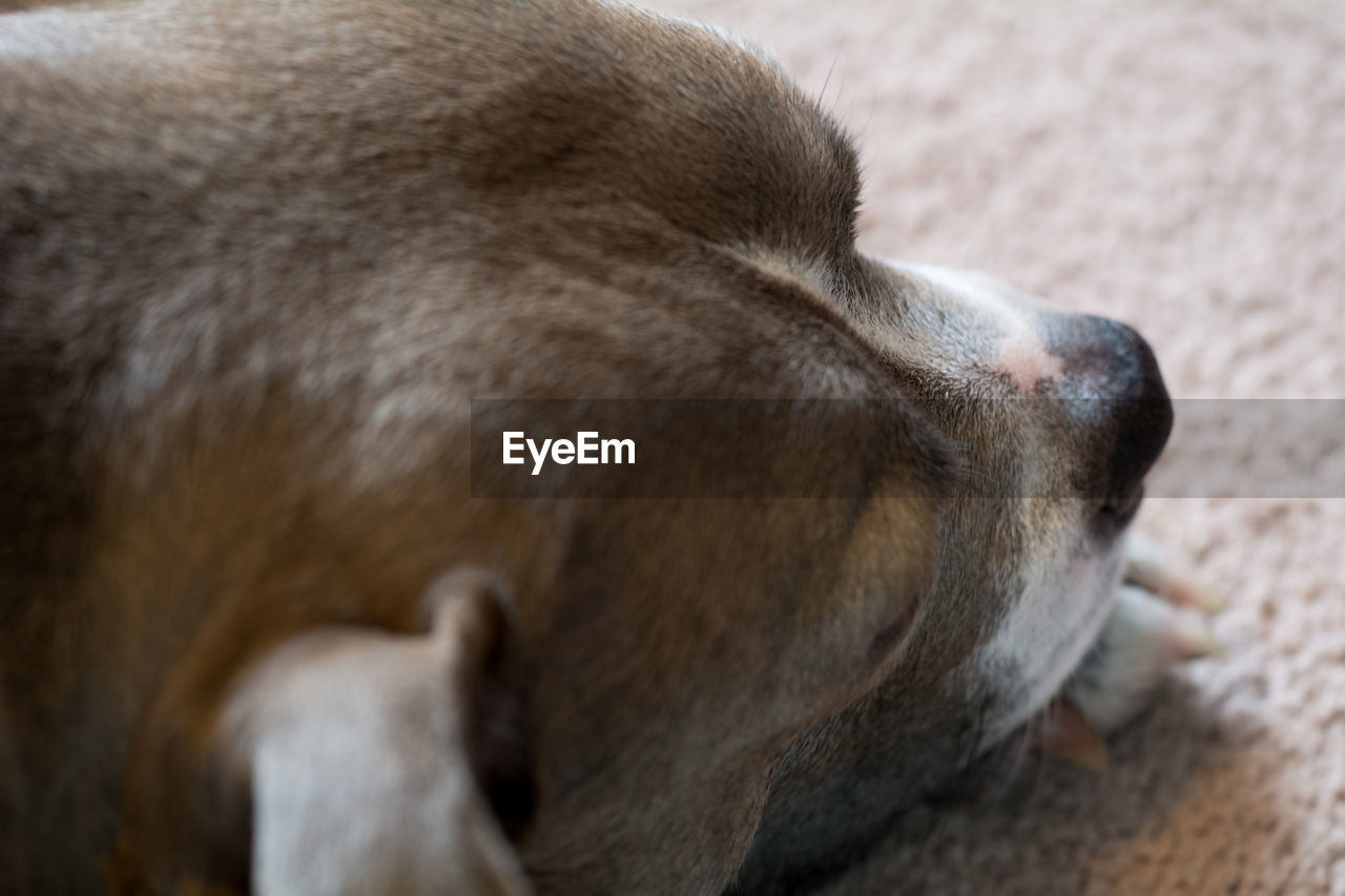 CLOSE-UP OF DOG ON SEA