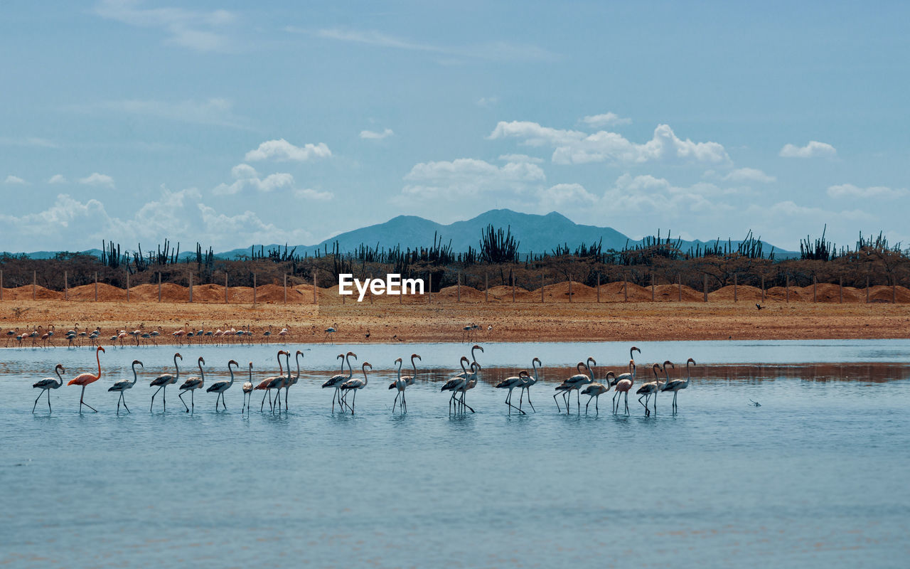 View of birds in lake against sky