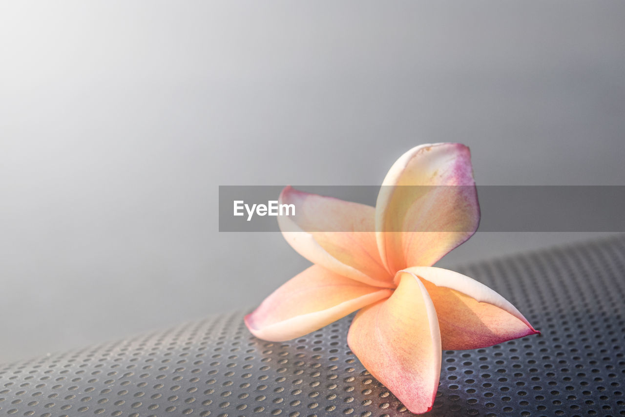 CLOSE-UP OF FLOWER AGAINST THE WALL