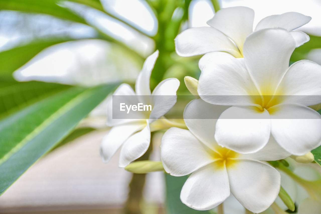 Beautiful of white plumeria flower.