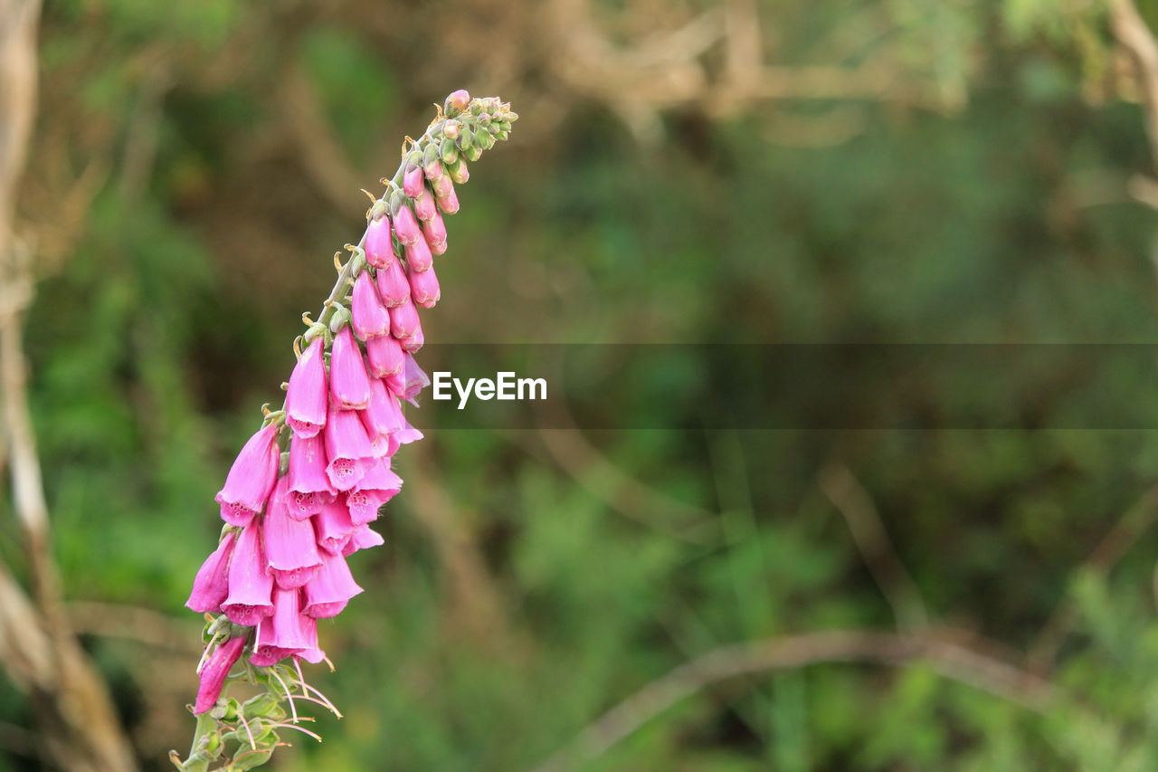 CLOSE-UP OF PINK FLOWERS