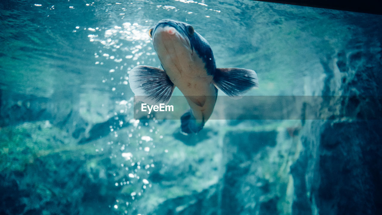 Close-up of fish swimming in aquarium