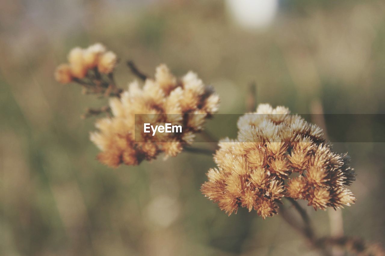 CLOSE-UP OF WILTED FLOWERS