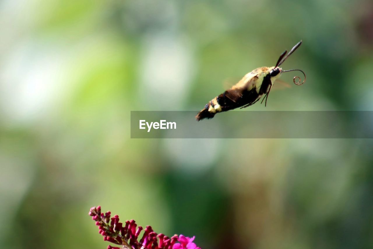 CLOSE-UP OF INSECT FLYING ON FLOWER