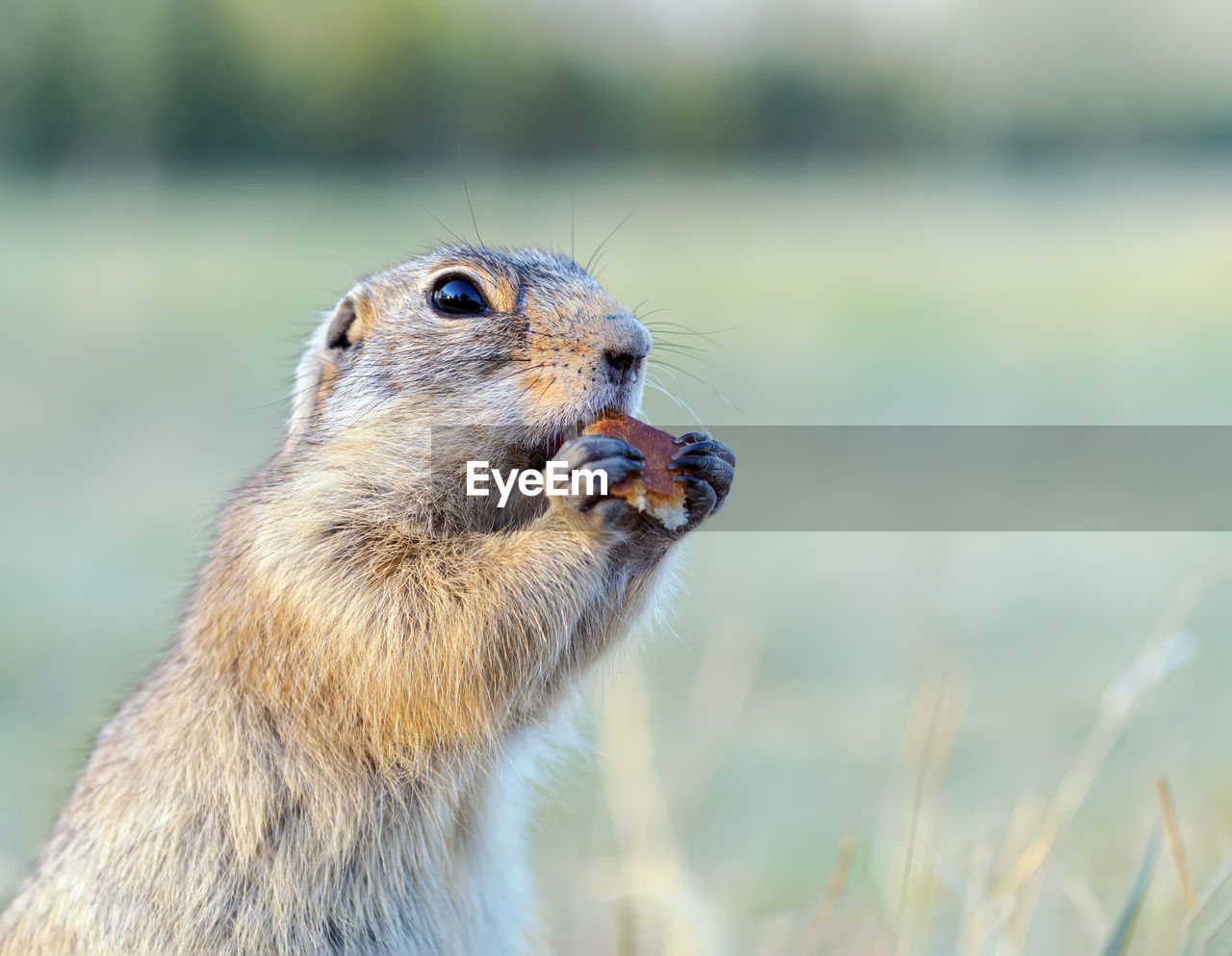 animal themes, animal, animal wildlife, one animal, wildlife, mammal, whiskers, squirrel, prairie dog, no people, rodent, nature, focus on foreground, close-up, portrait, outdoors, eating, animal body part, day, side view, water