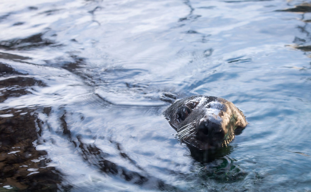 High angle view of sea otter in water