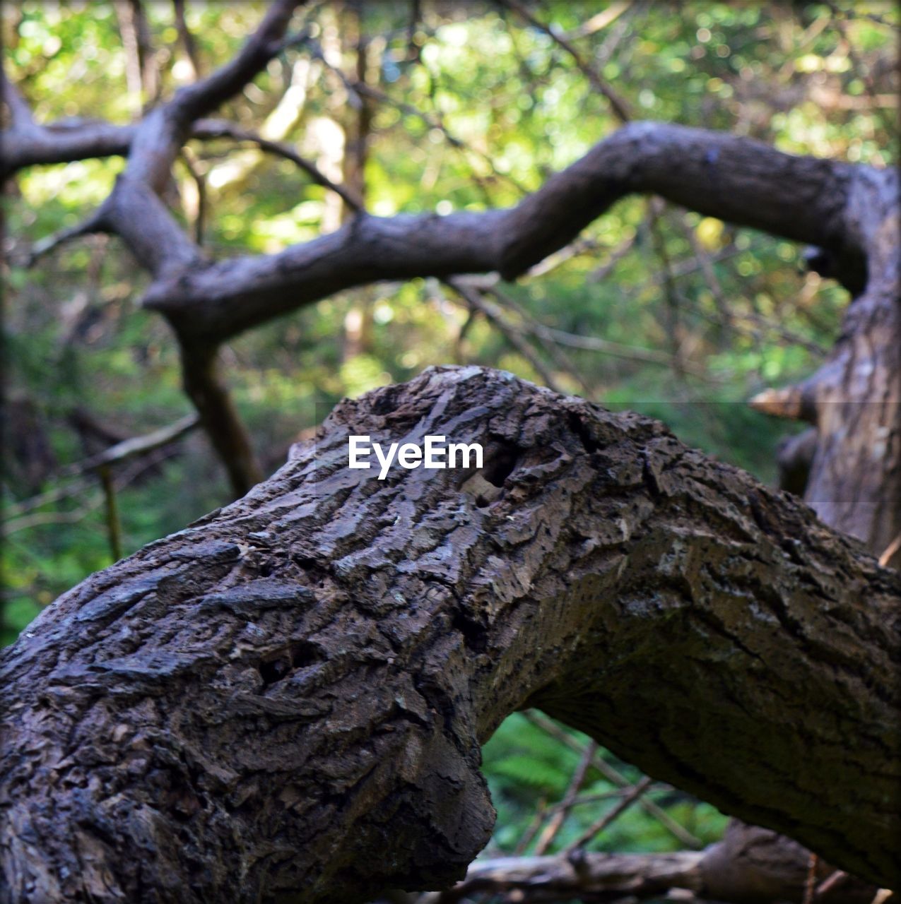 CLOSE-UP OF TREE TRUNK ON WOOD