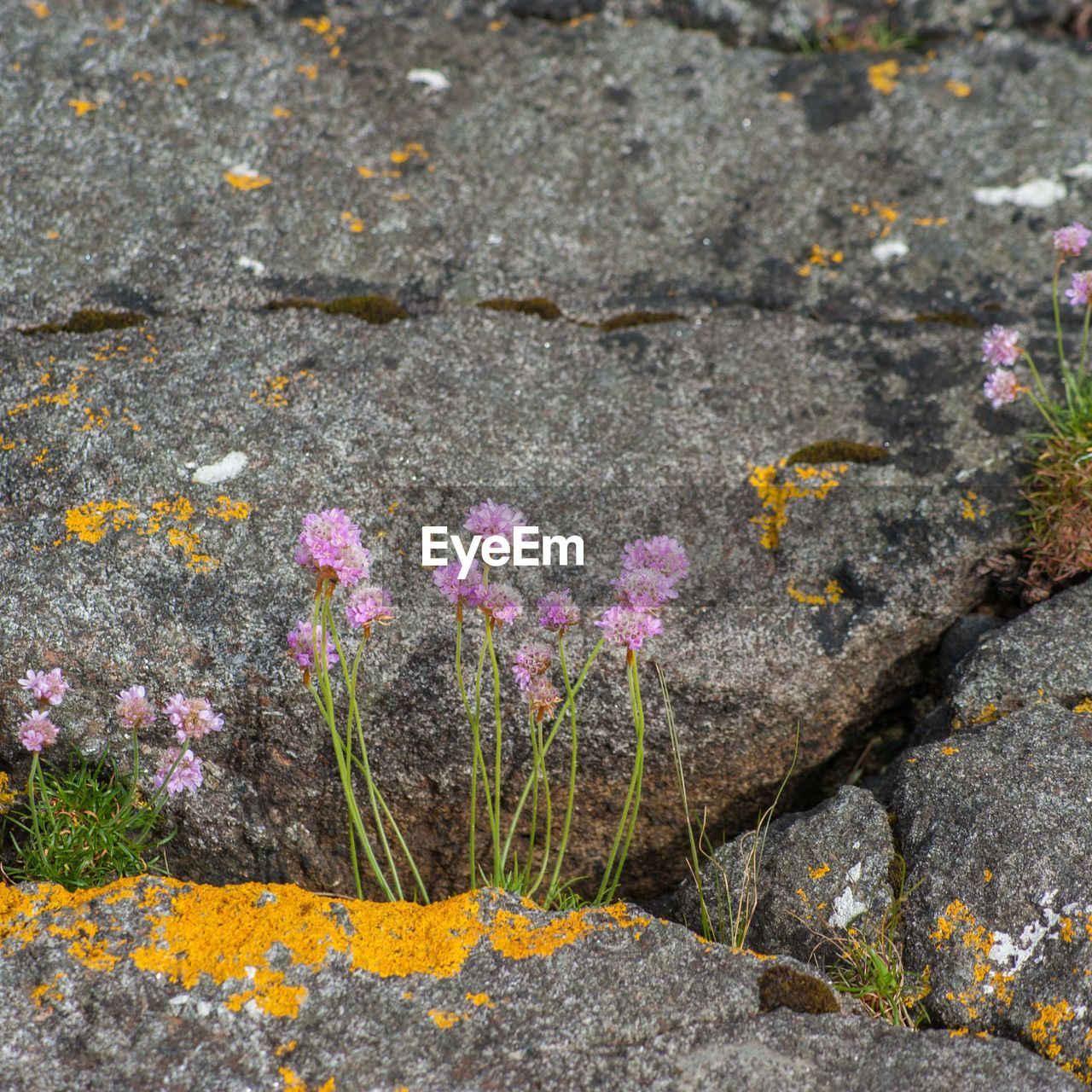 CLOSE-UP OF FLOWERS ON ROCK