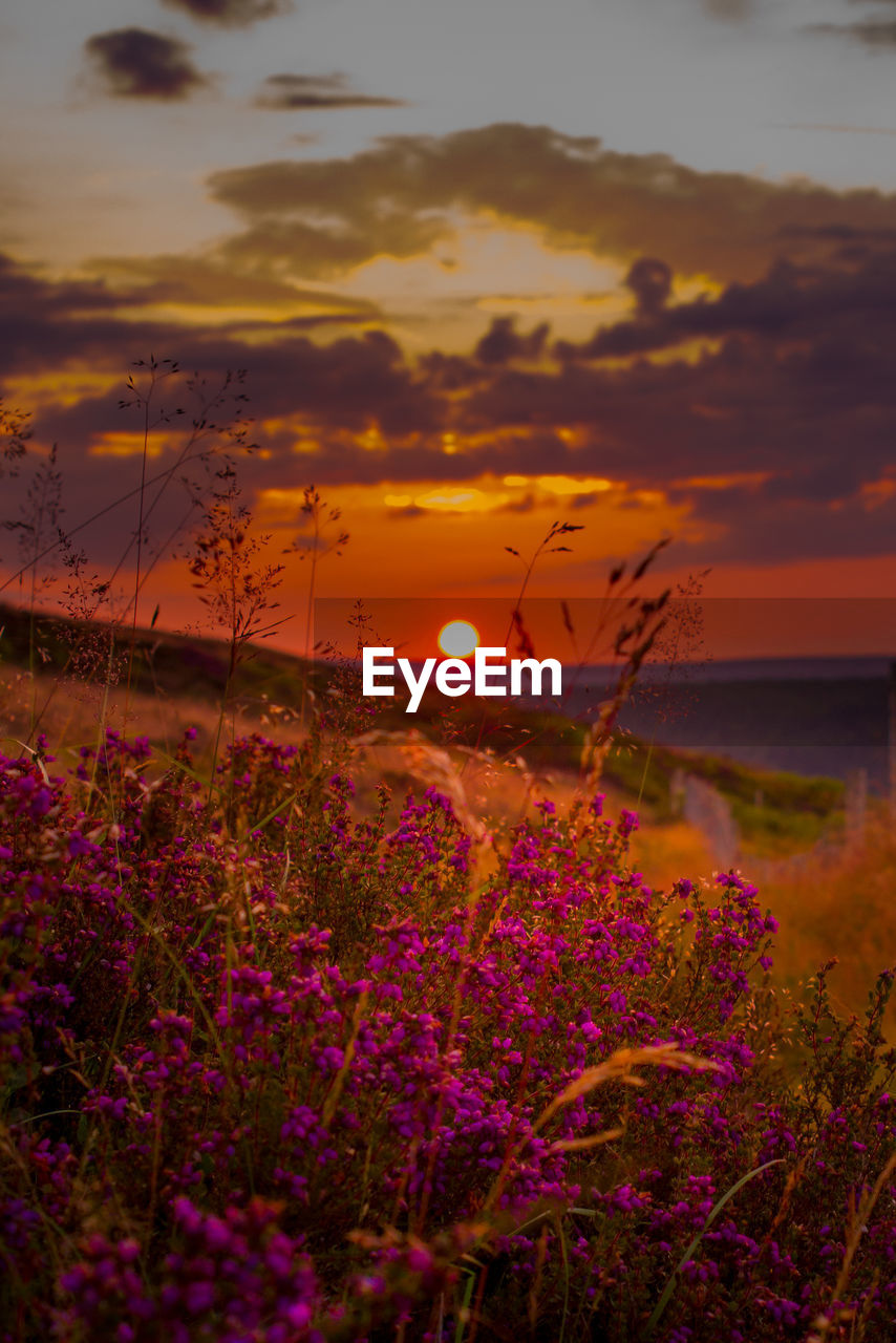 PURPLE FLOWERING PLANTS BY SEA AGAINST ROMANTIC SKY