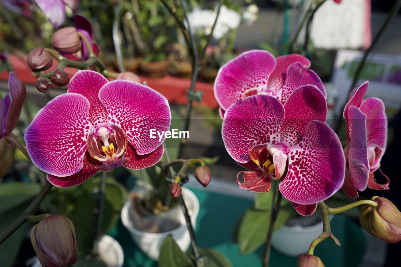 Close-up of pink orchids