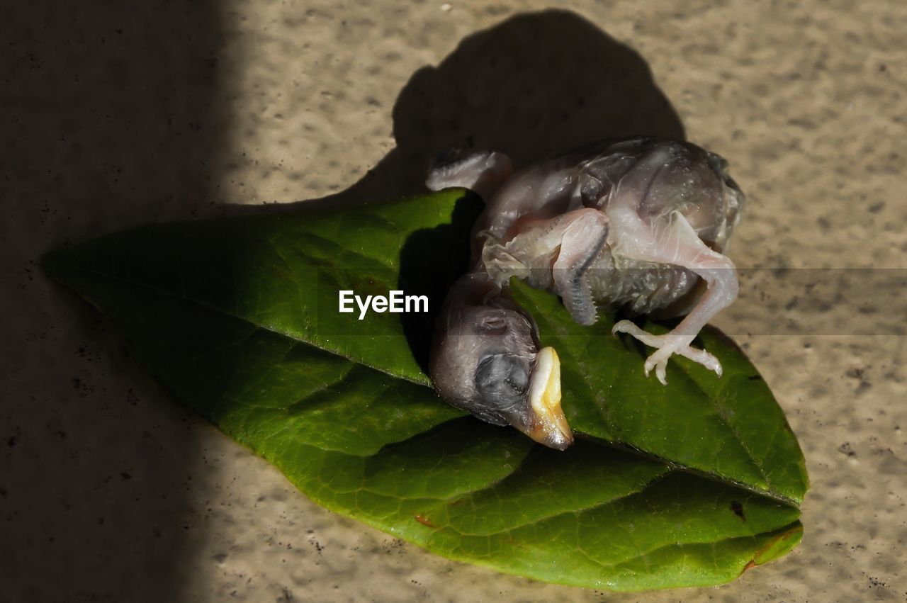 Close-up of bird fighting to survive