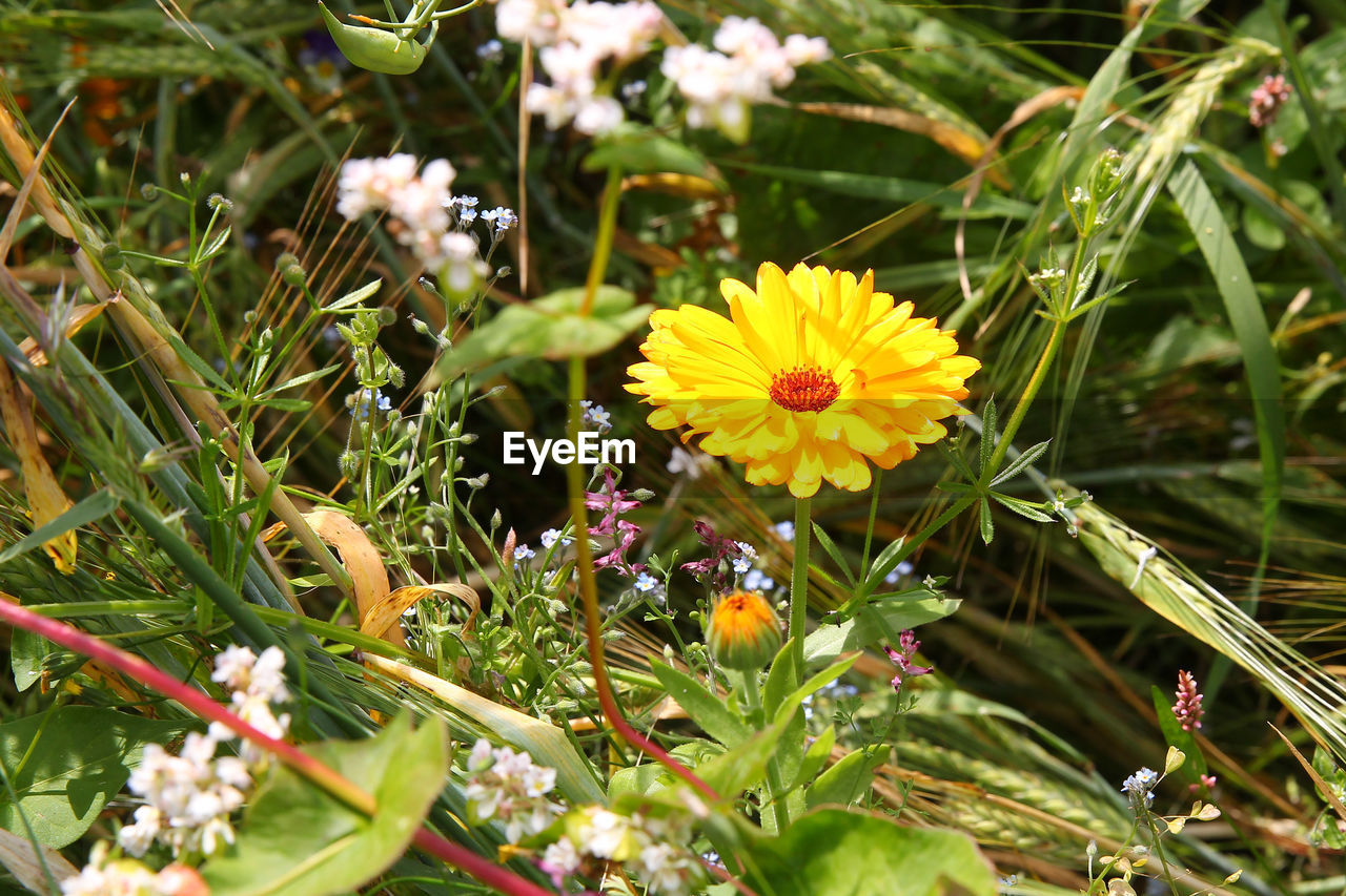 CLOSE-UP OF YELLOW FLOWERING PLANT