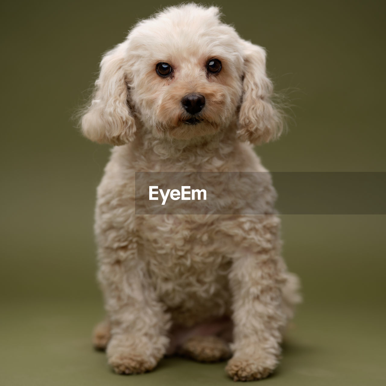 pet, dog, canine, one animal, domestic animals, animal themes, mammal, animal, toy poodle, portrait, cute, poodle, studio shot, cockapoo, looking at camera, young animal, cavapoo, indoors, puppy, lap dog, full length, cavachon, no people, sitting, colored background
