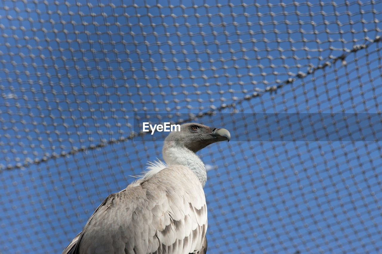 Low angle view of vulture in cage against blue sky