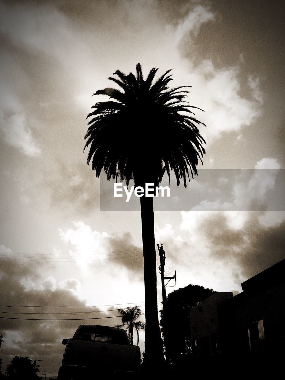 LOW ANGLE VIEW OF PALM TREES AGAINST SKY