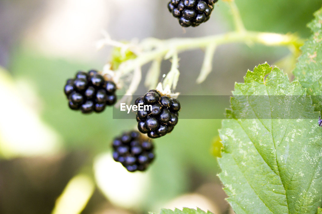 fruit, healthy eating, food, food and drink, blackberry, freshness, dewberry, berry, bramble, macro photography, plant, plant part, leaf, close-up, wellbeing, nature, ripe, focus on foreground, growth, produce, no people, flower, black, juicy, day, outdoors, sunlight, selective focus, tree, green, branch, drop, beauty in nature, shrub, organic, agriculture