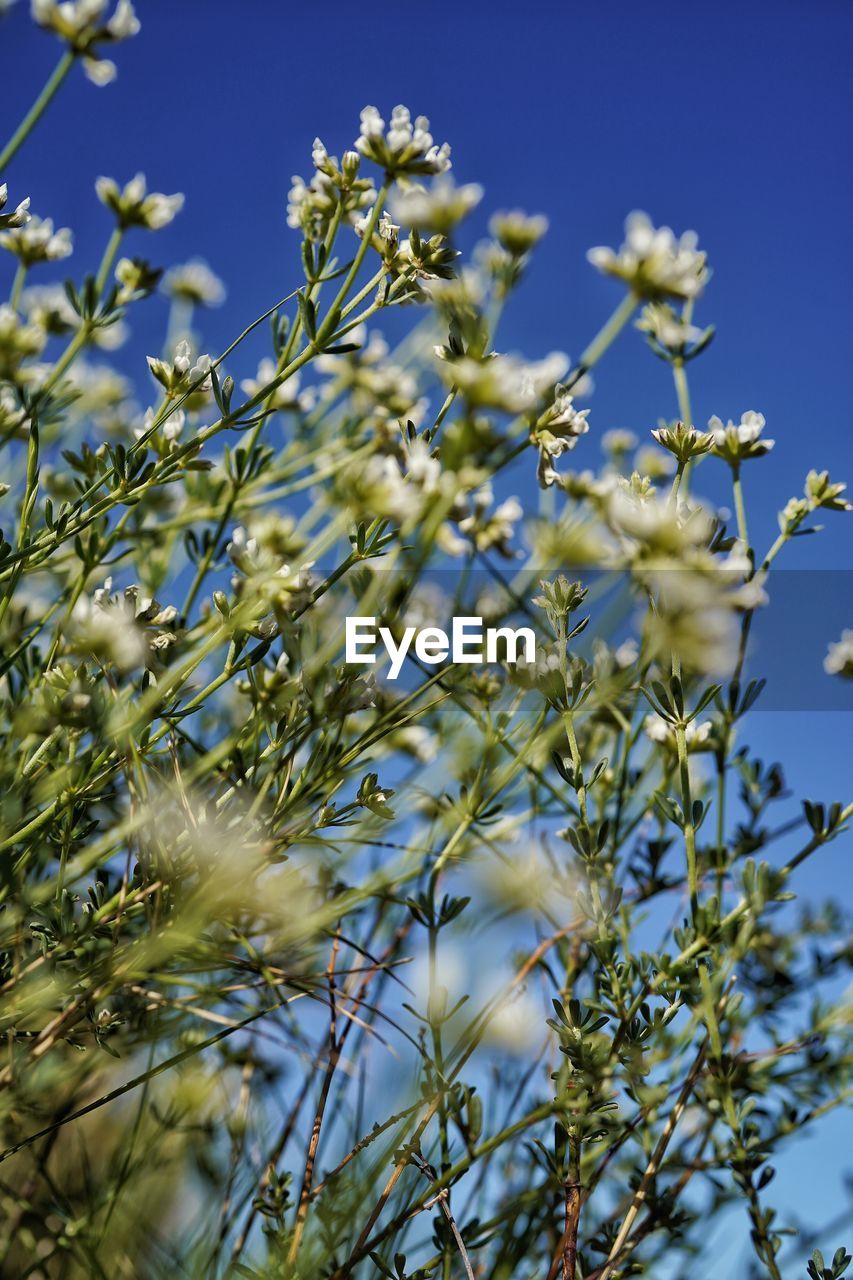 plant, flower, growth, flowering plant, beauty in nature, nature, sky, no people, blossom, freshness, tree, blue, branch, low angle view, close-up, day, wildflower, clear sky, meadow, outdoors, sunlight, springtime, fragility, focus on foreground, produce