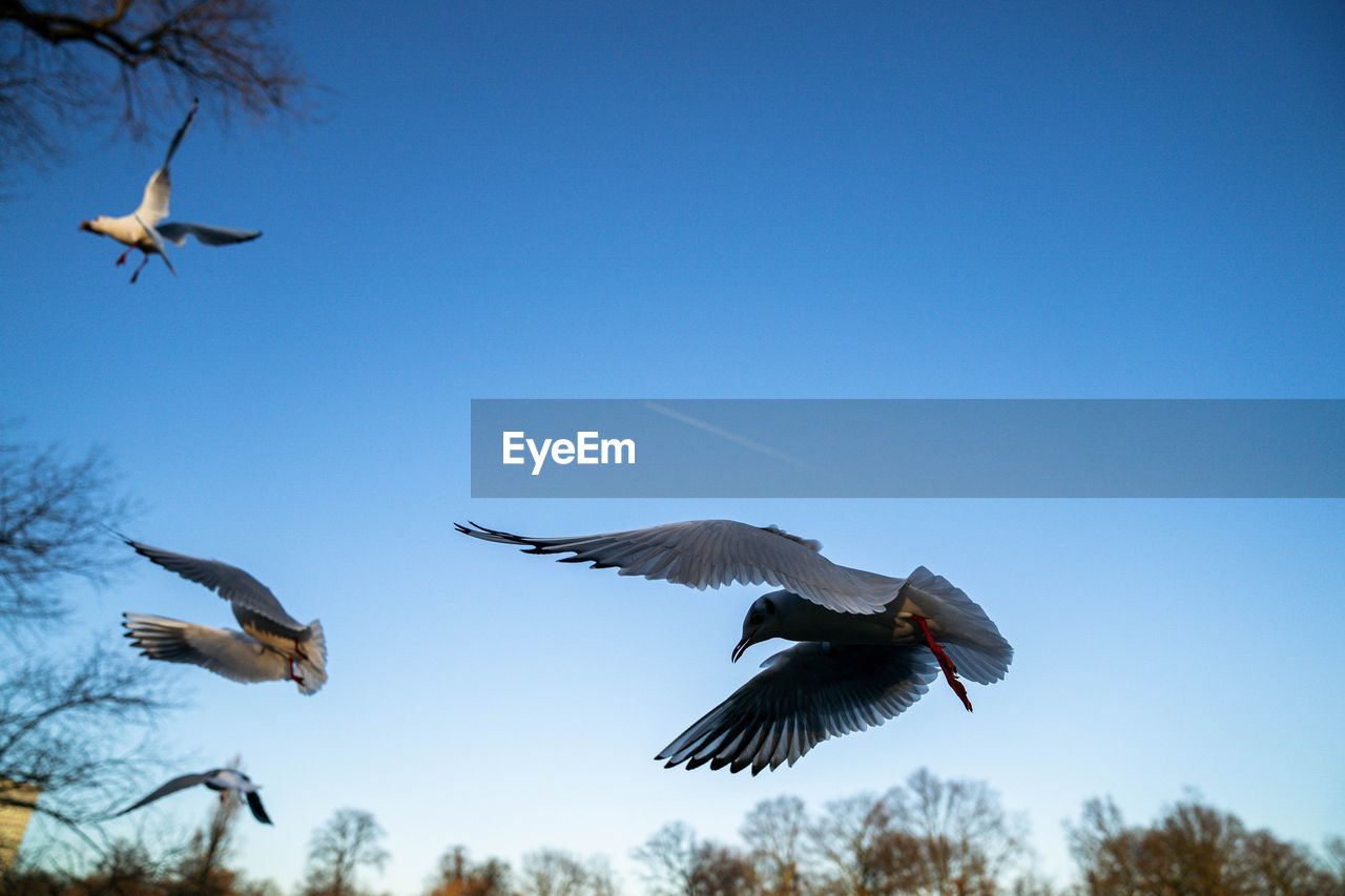 Low angle view of birds flying in sky