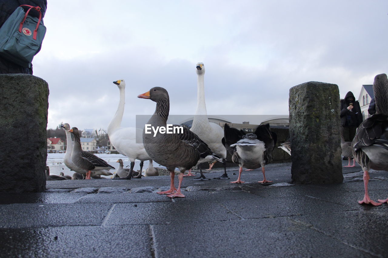 FLOCK OF BIRDS BY WATER