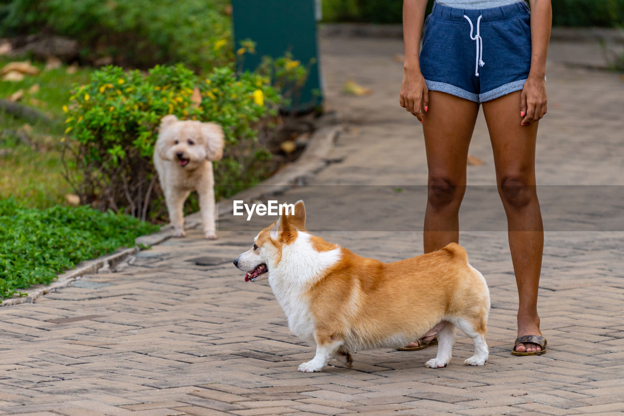 LOW SECTION OF PERSON WITH DOG ON FOOTPATH