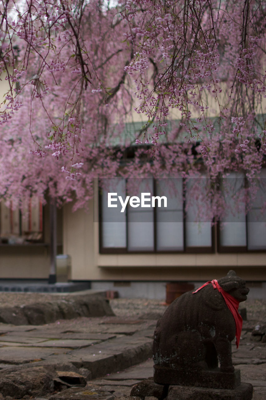 CHERRY BLOSSOMS IN SPRING